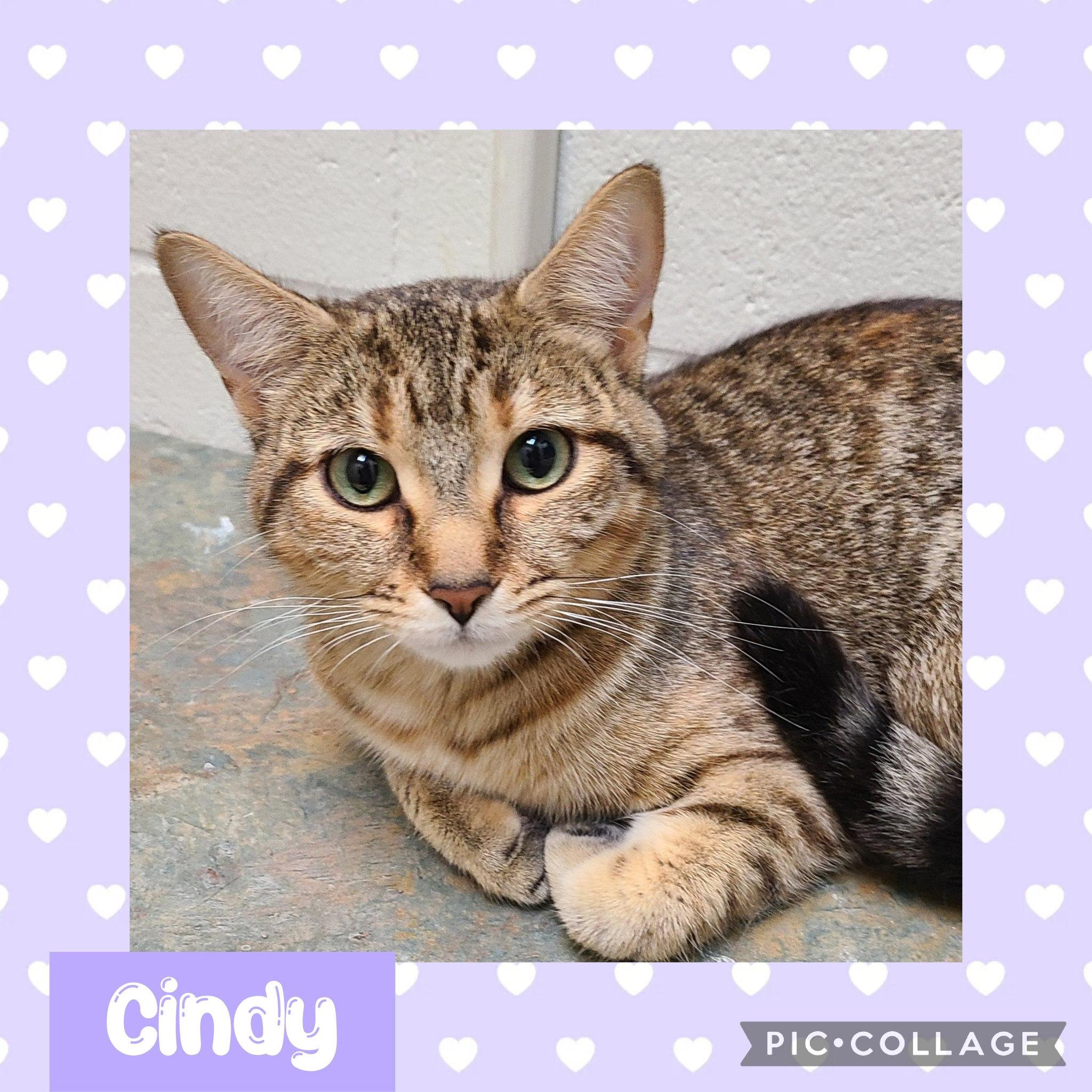 Cindy, an adoptable Domestic Short Hair in Iron River, MI, 49935 | Photo Image 1