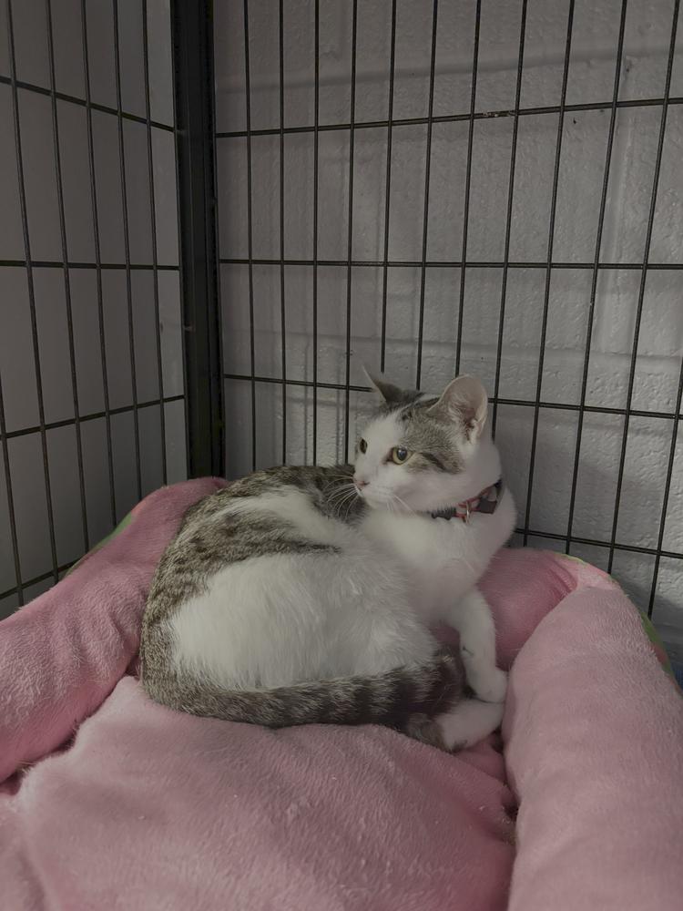 Enlarge Xala, a Adopted Domestic Short Hair in Virginia Beach, VA image 1/4