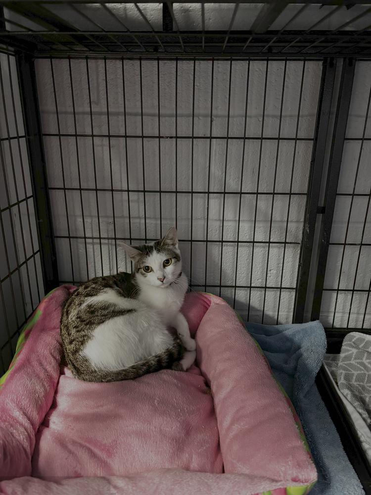 Enlarge Xala, a Adopted Domestic Short Hair in Virginia Beach, VA image 2/4