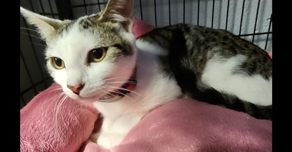 Enlarge Xala, a Adopted Domestic Short Hair in Virginia Beach, VA image 3/4