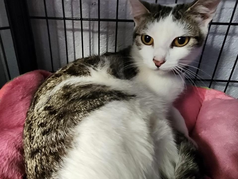 Enlarge Xala, a Adopted Domestic Short Hair in Virginia Beach, VA image 4/4