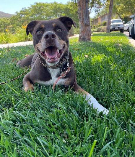 Enlarge Joshua, a Adoptable mixed breed in San Diego, CA image 1/3