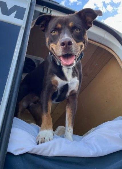 Enlarge Joshua, a Adoptable mixed breed in San Diego, CA image 2/3