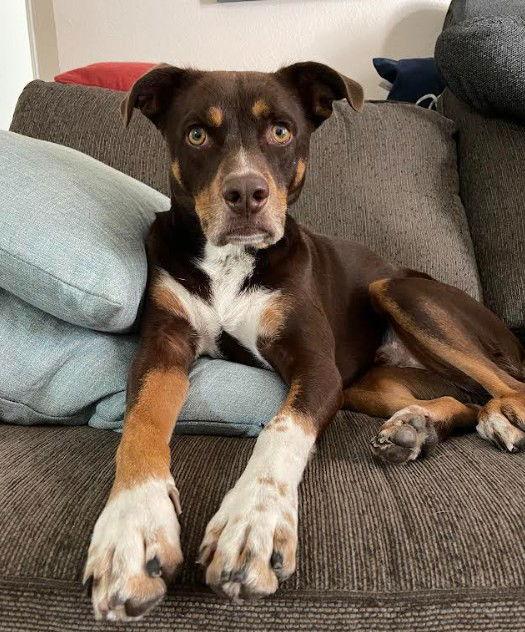 Enlarge Joshua, a Adoptable mixed breed in San Diego, CA image 3/3