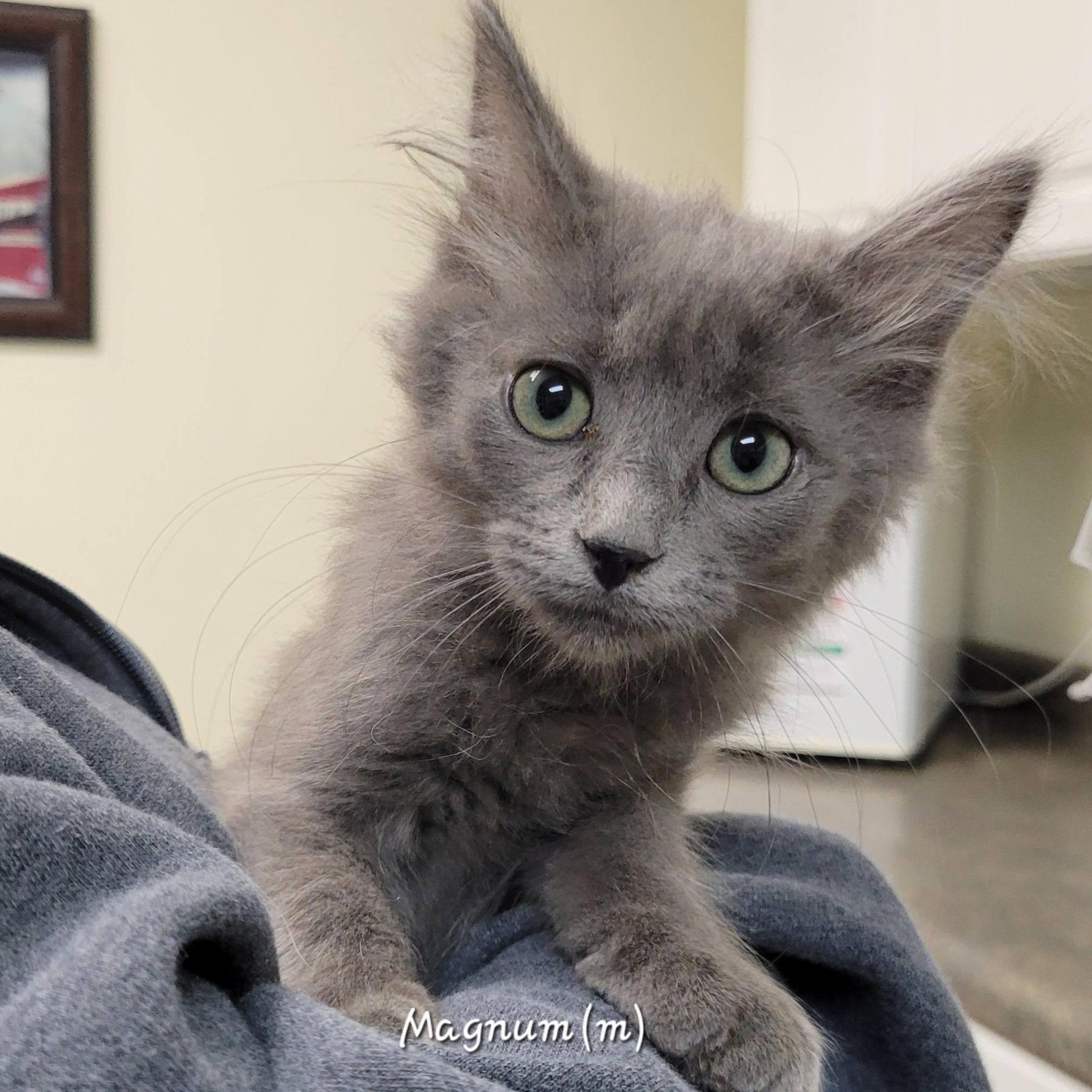 Magnum, adopted, Kitten Male Russian Blue.