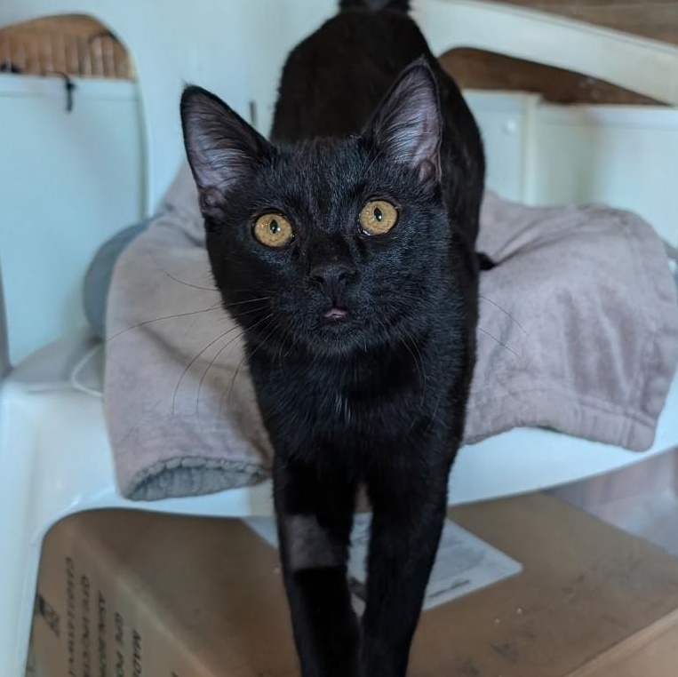 Enlarge Cici, an adoptable Domestic Short Hair in Waynesville, NC image 2/3