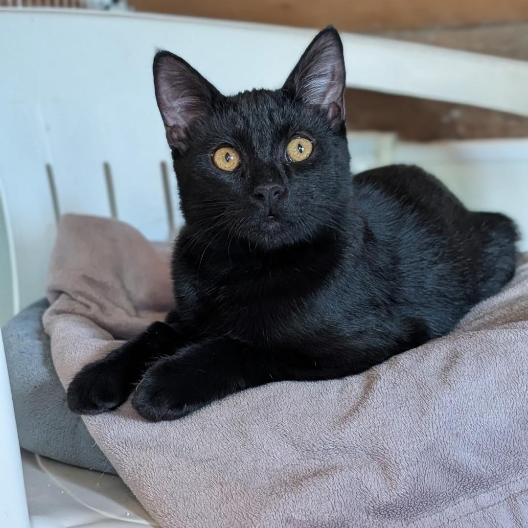 Cici, adoptable, Young Female Domestic Short Hair.