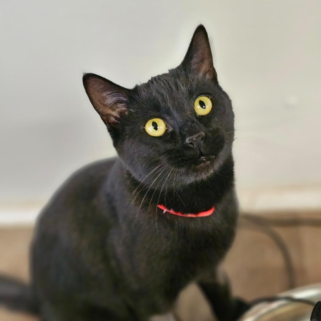 Enlarge Cici, an adoptable Domestic Short Hair in Waynesville, NC image 3/3