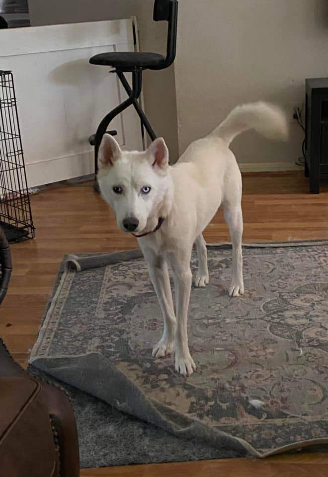Asiago, Adoptable, Adult Male Siberian Husky.