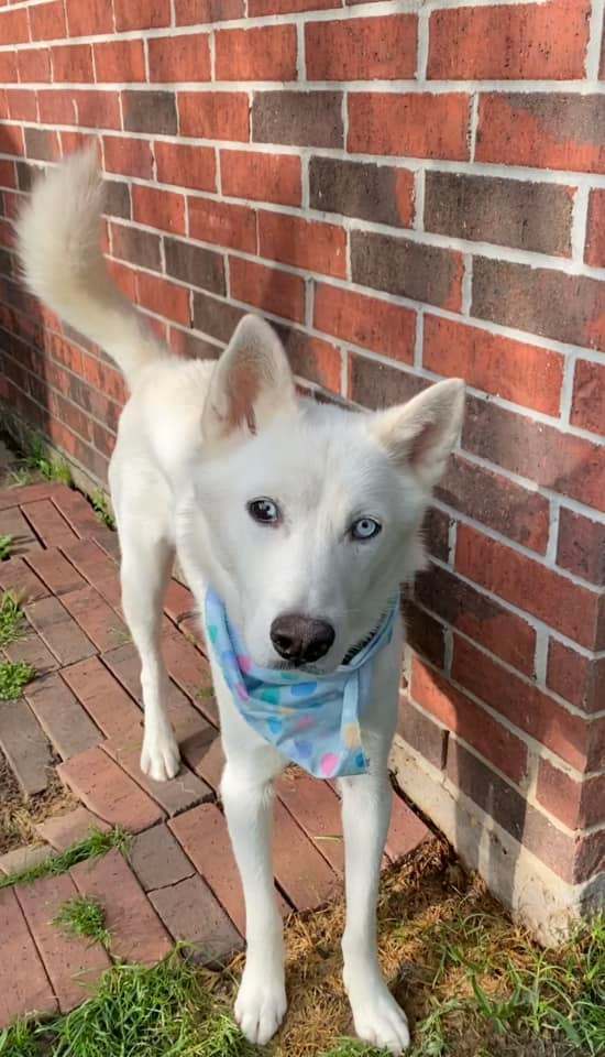 Asiago, a Adoptable Siberian Husky in Sugar Land, TX image 2/11