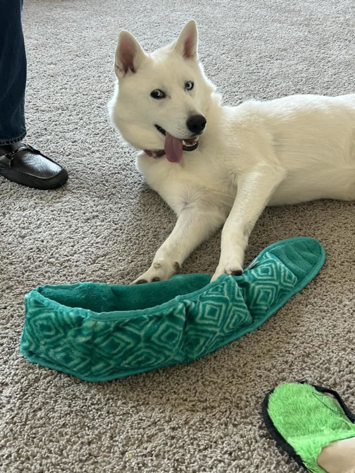 Asiago, a Adoptable Siberian Husky in Sugar Land, TX image 3/11