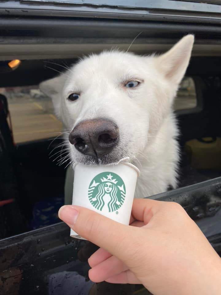 Asiago, a Adoptable Siberian Husky in Sugar Land, TX image 4/11