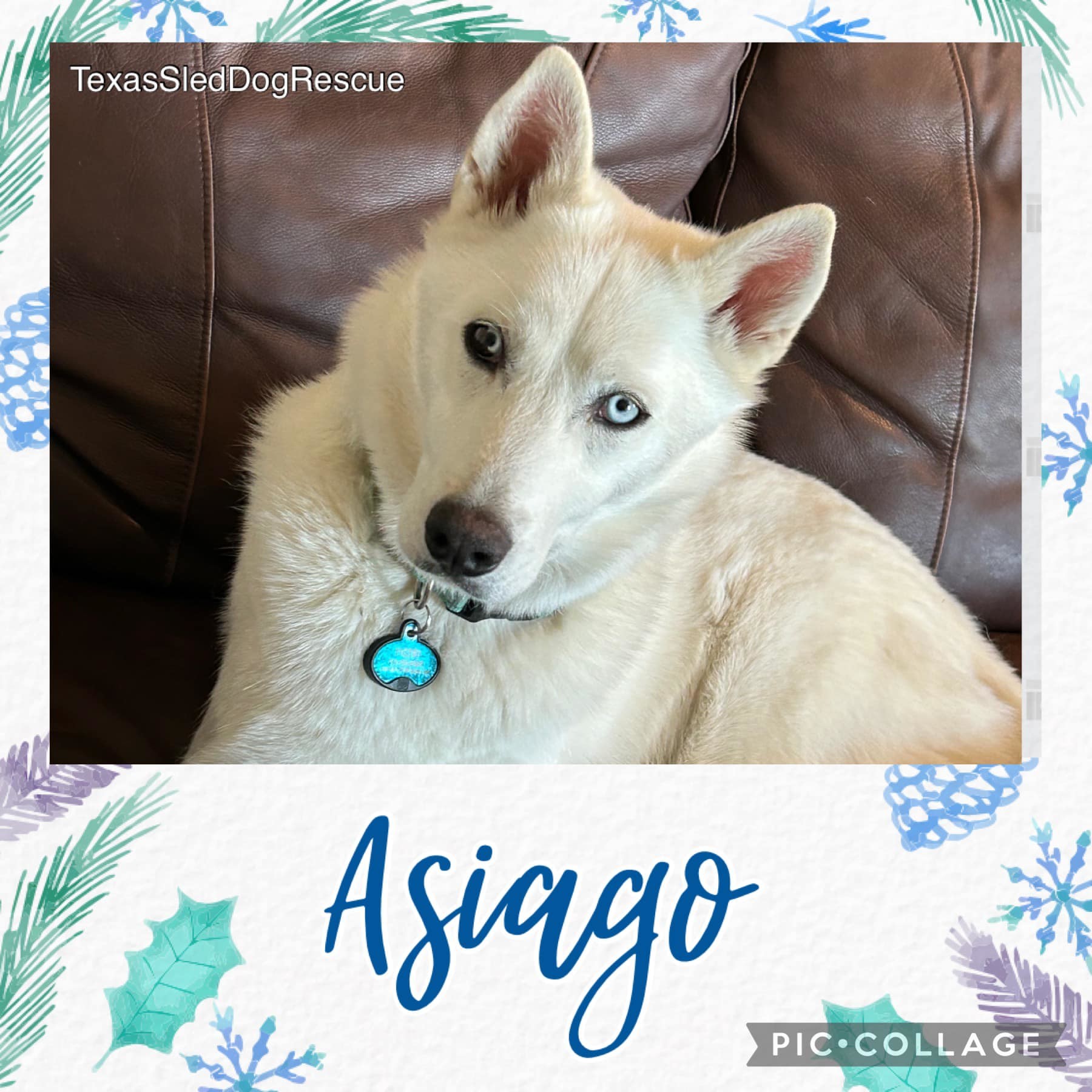 Asiago, a Adoptable Siberian Husky in Sugar Land, TX image 5/11