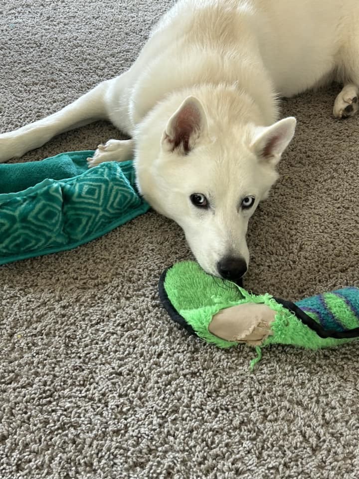 Asiago, a Adoptable Siberian Husky in Sugar Land, TX image 6/11