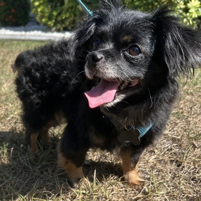 Kip, a Adoptable Pomeranian in Cape Coral, FL image 1/6