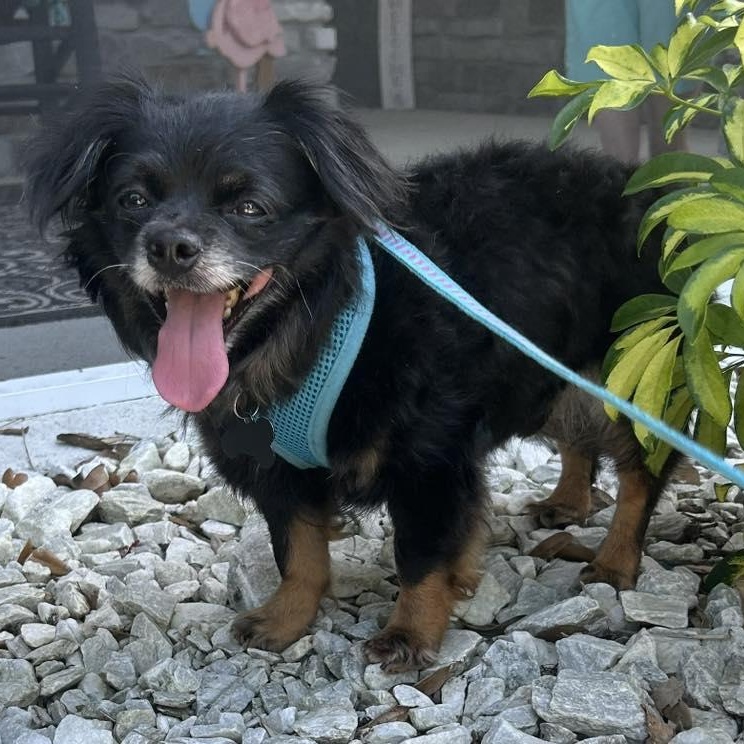 Kip, a Adoptable Pomeranian in Cape Coral, FL image 2/6