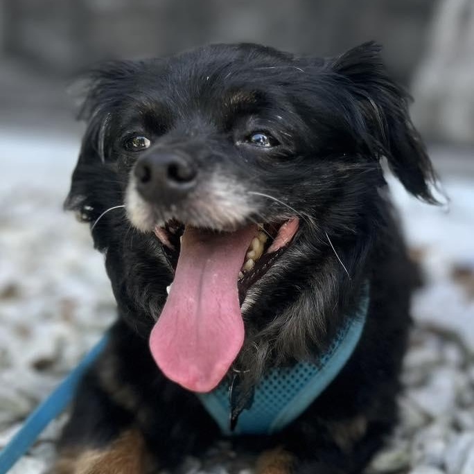 Kip, an adoptable Pomeranian in Cape Coral, FL, 33914 | Photo Image 6
