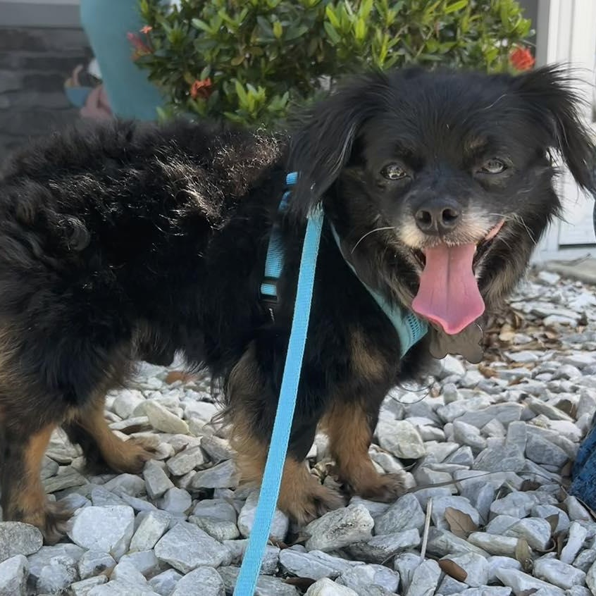 Kip, an adoptable Pomeranian in Cape Coral, FL, 33914 | Photo Image 4