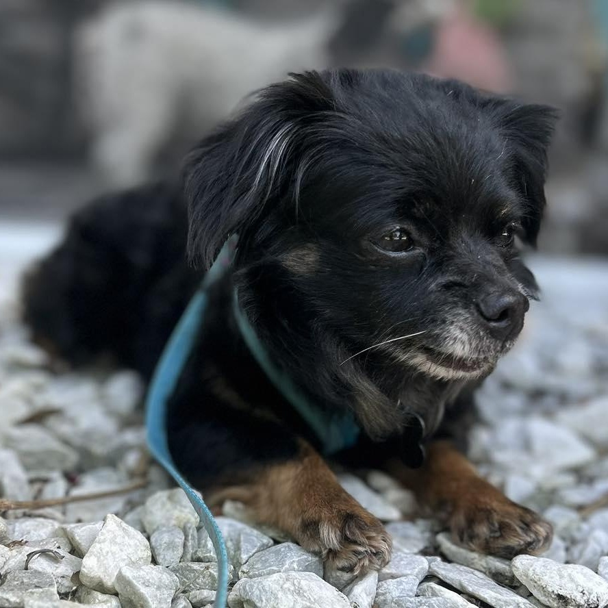 Kip, a Adoptable Pomeranian in Cape Coral, FL image 3/6