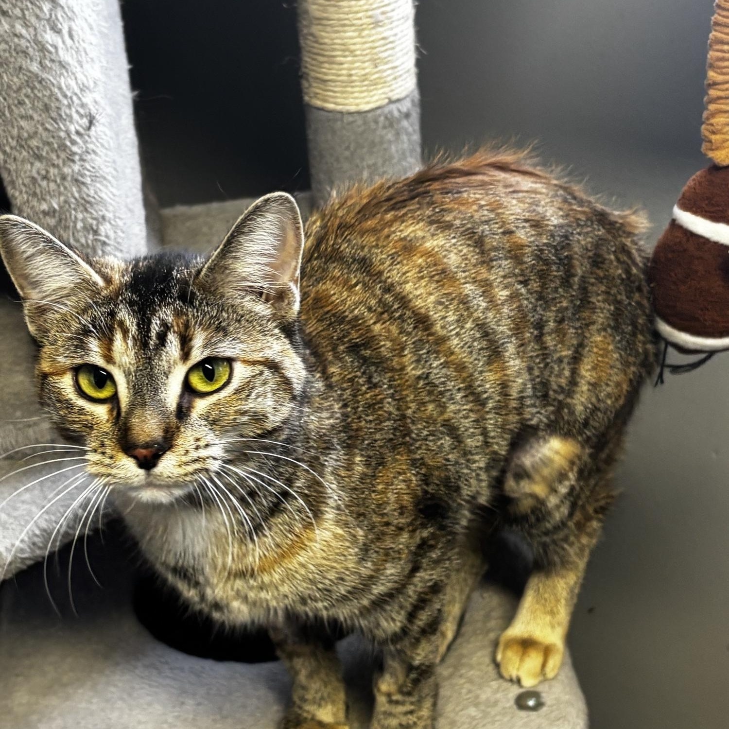 Enlarge Tigger, a ADOPTABLE Domestic Short Hair in White Cloud, MI image 2/2