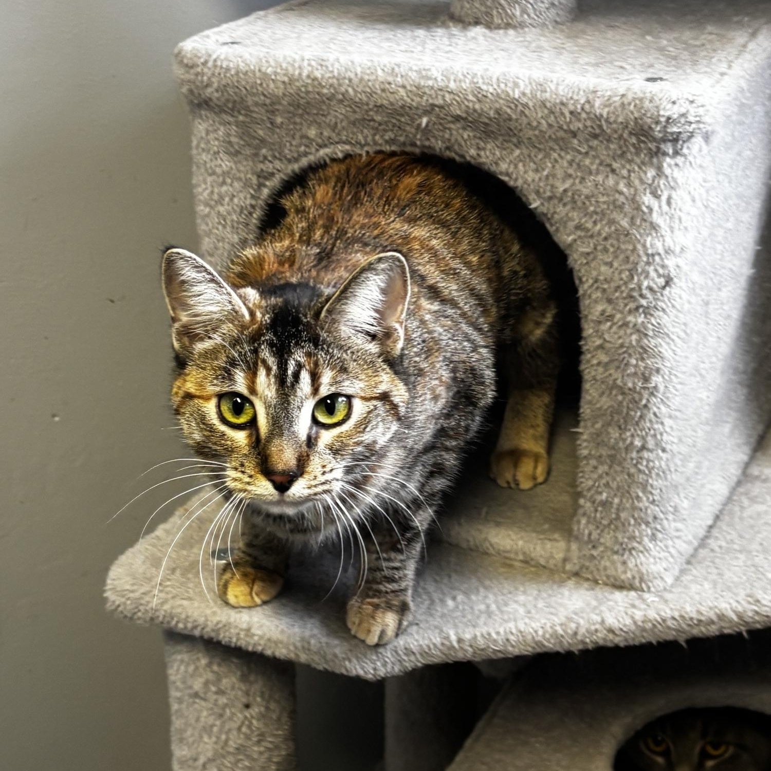 Enlarge Tigger, a ADOPTABLE Domestic Short Hair in White Cloud, MI image 1/2