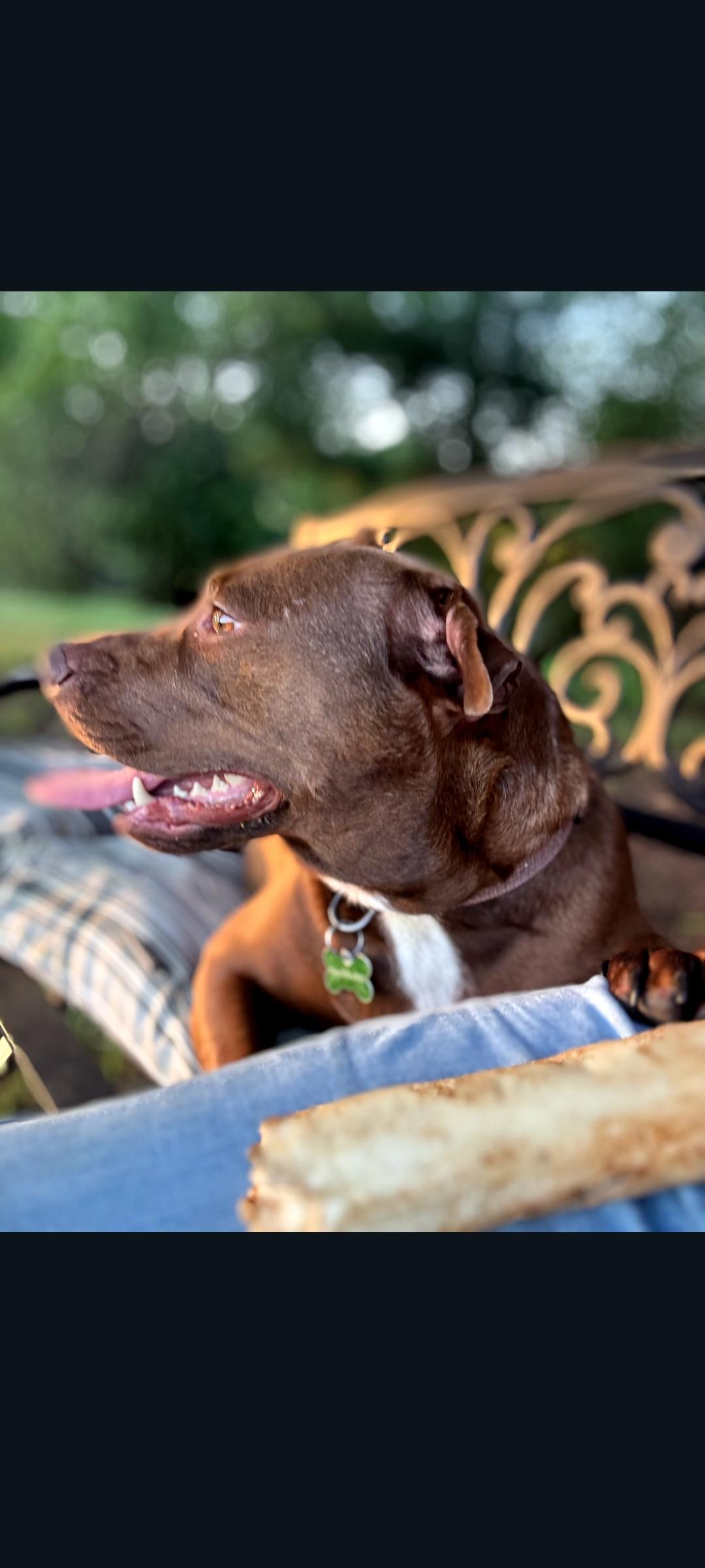 Sprout, Adoptable, Adult Female Pit Bull Terrier.