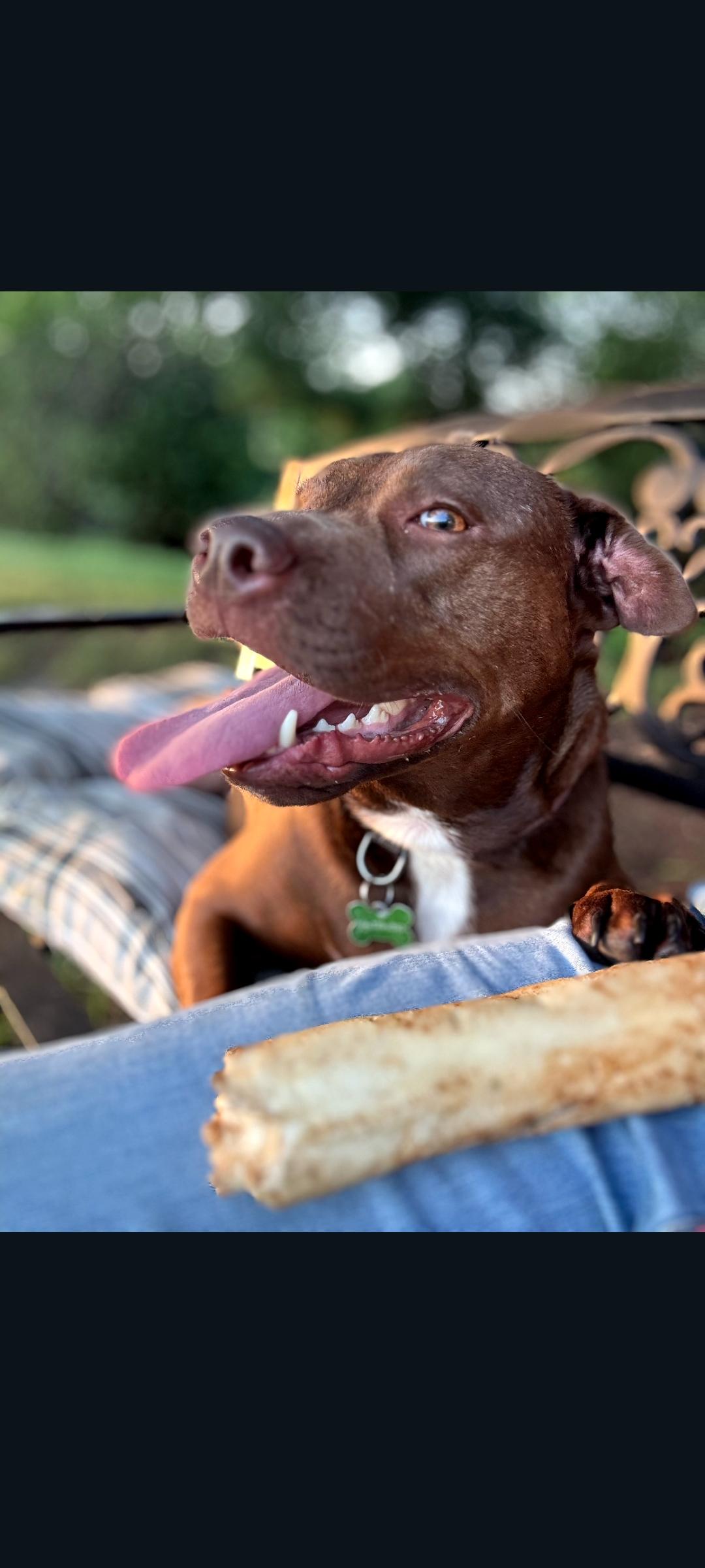 Sprout, a Adoptable mixed breed in Lewis Center, OH image 3/6
