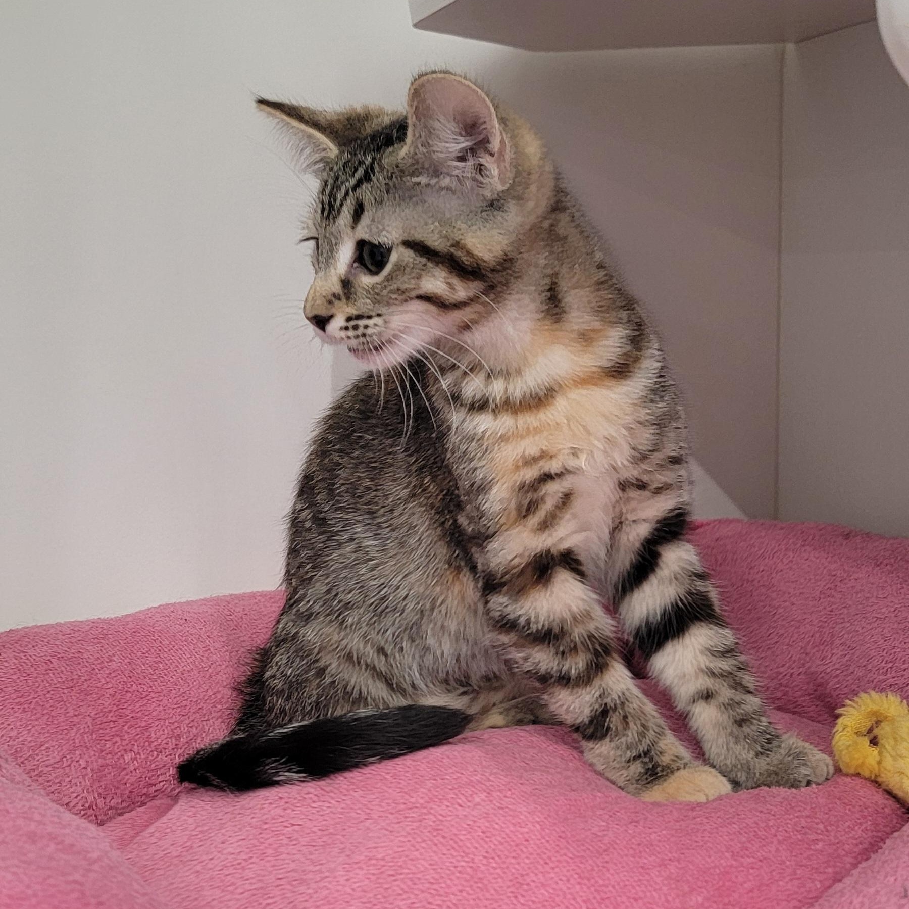 Nova, a ADOPTABLE Tabby in Wyandotte, MI image 6/6