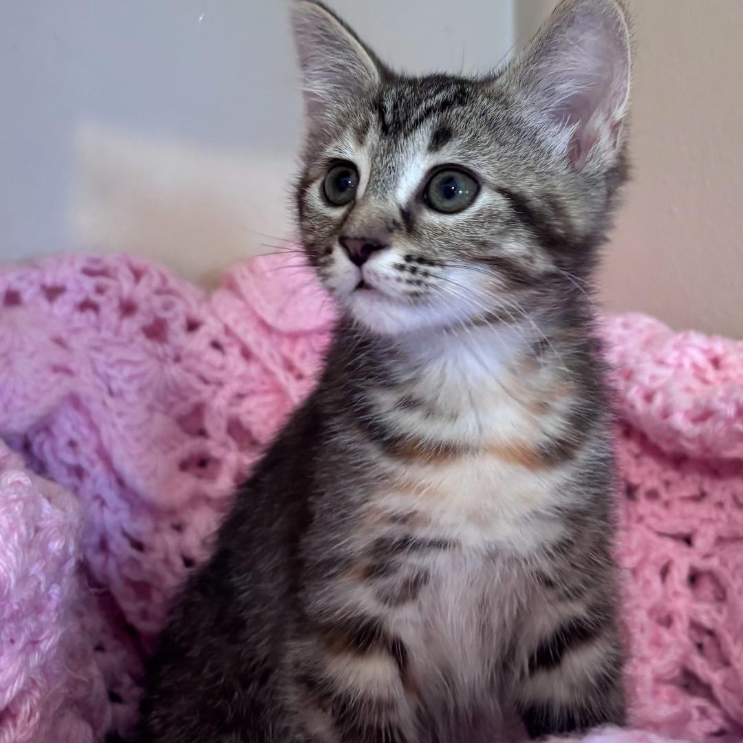 Enlarge Nova, a ADOPTABLE Tabby in Wyandotte, MI image 3/5