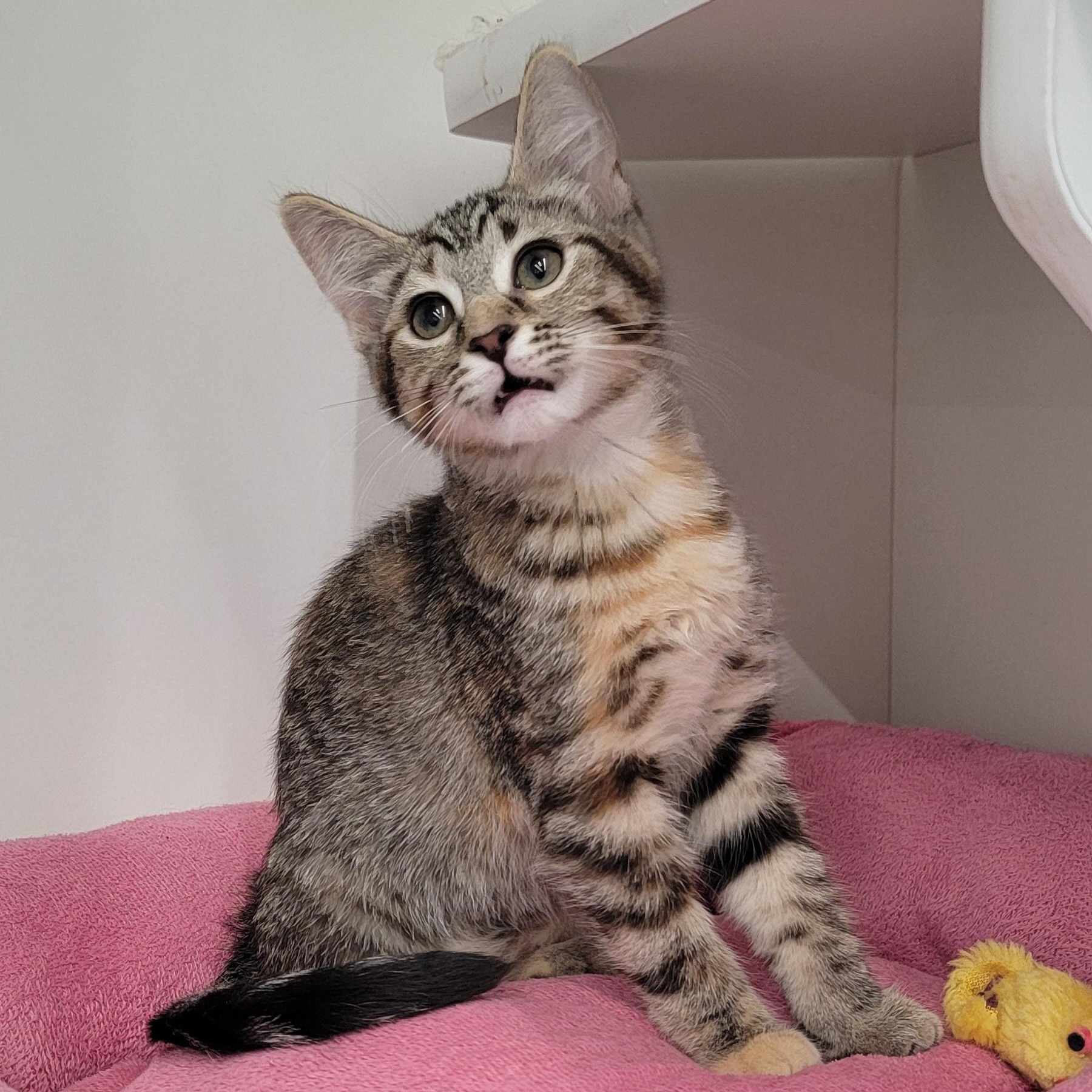 Nova, a ADOPTABLE Tabby in Wyandotte, MI image 3/6