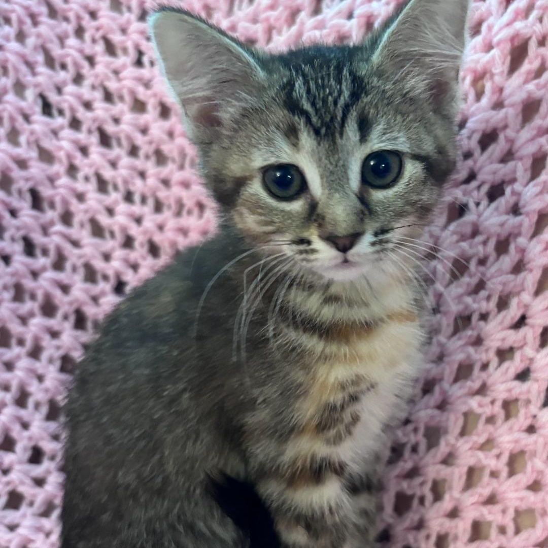 Enlarge Nova, a ADOPTABLE Tabby in Wyandotte, MI image 5/5