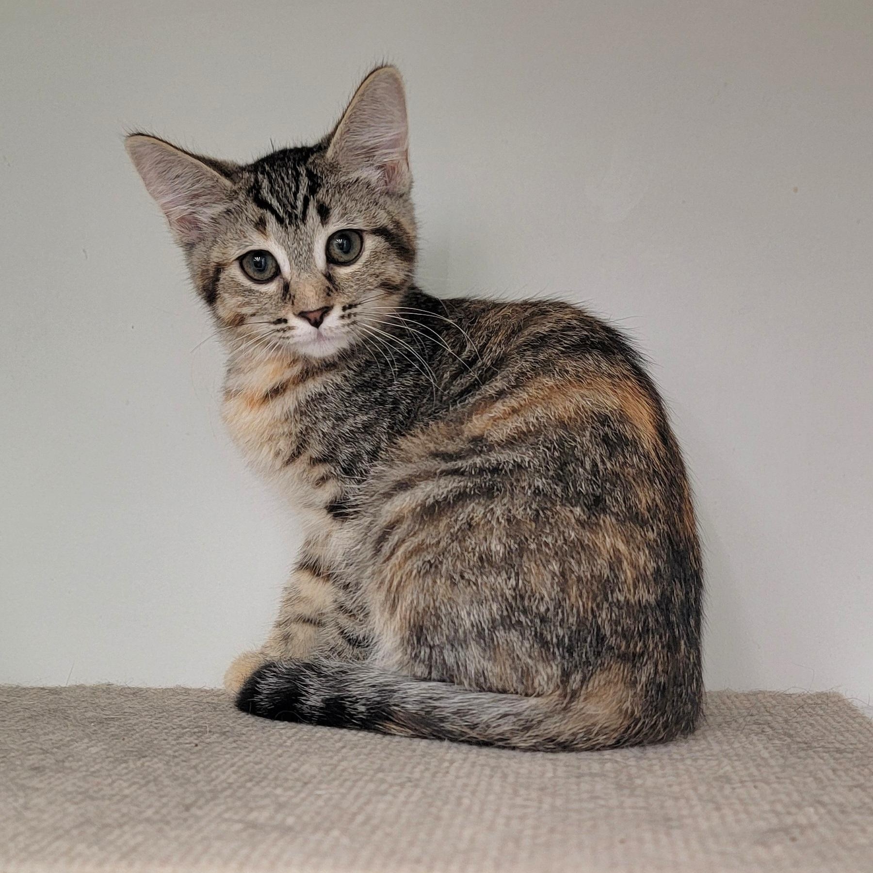 Nova, a ADOPTABLE Tabby in Wyandotte, MI image 4/6