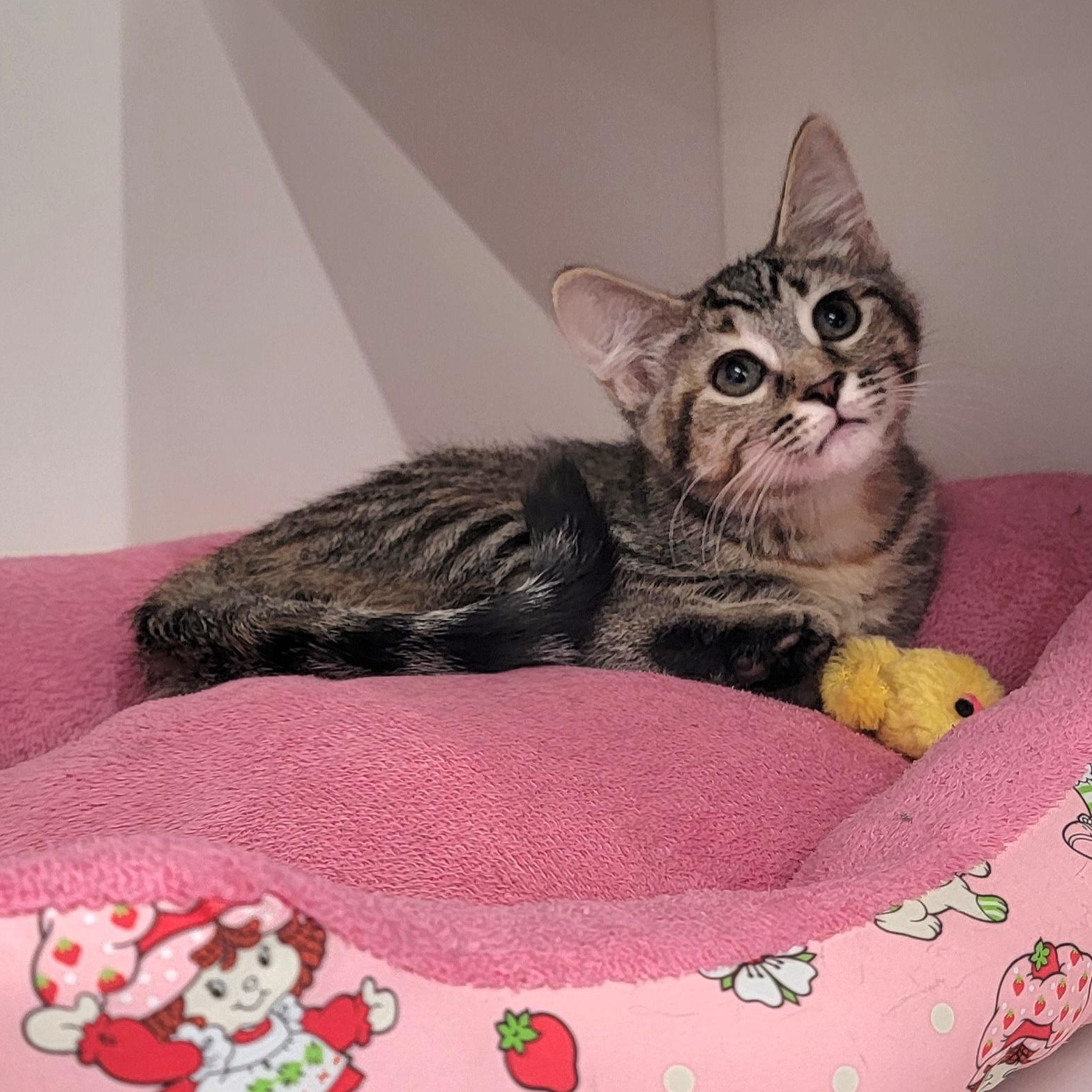 Nova, a ADOPTABLE Tabby in Wyandotte, MI image 5/6