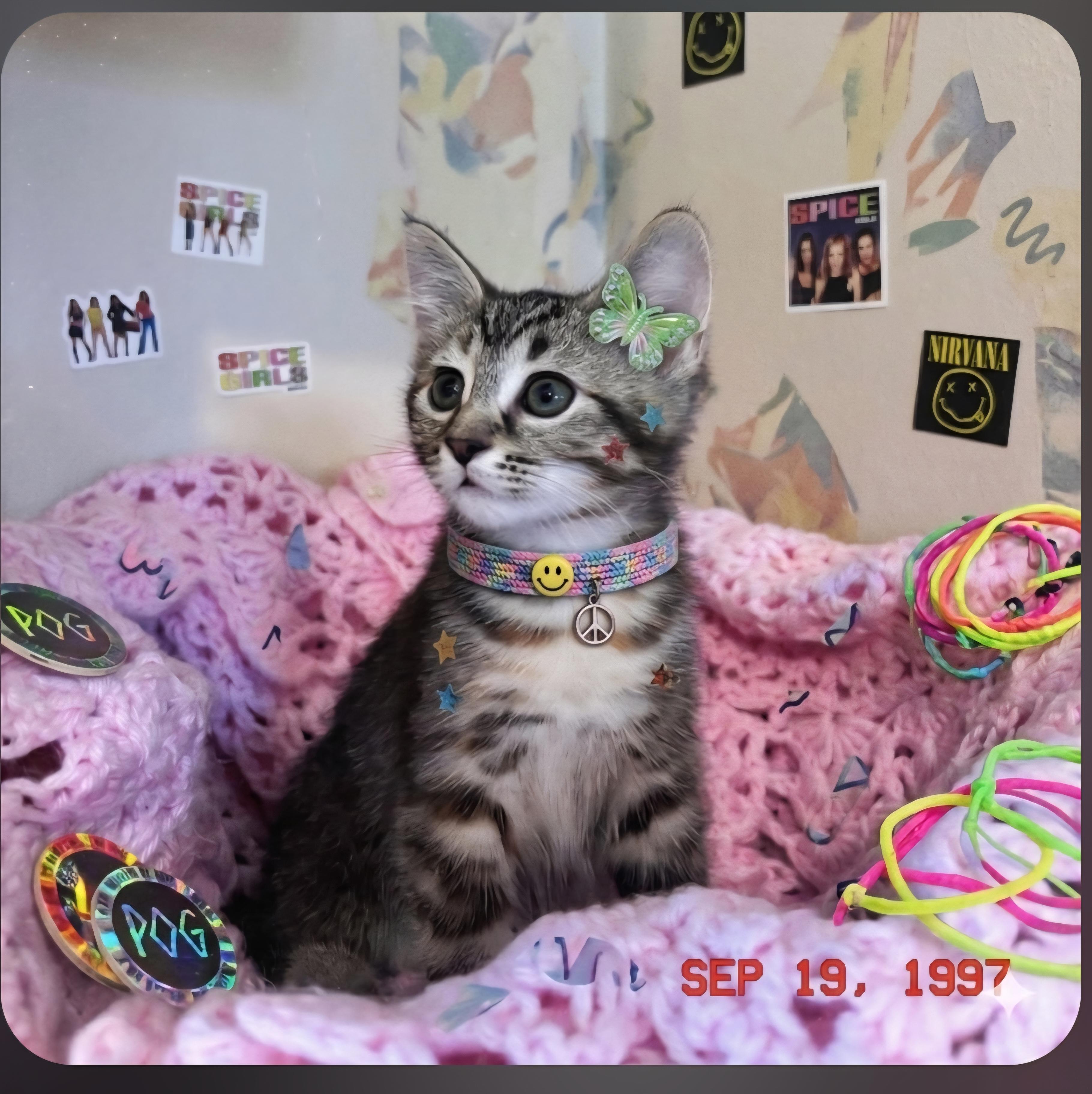 Nova, ADOPTABLE, Kitten Female Tabby.