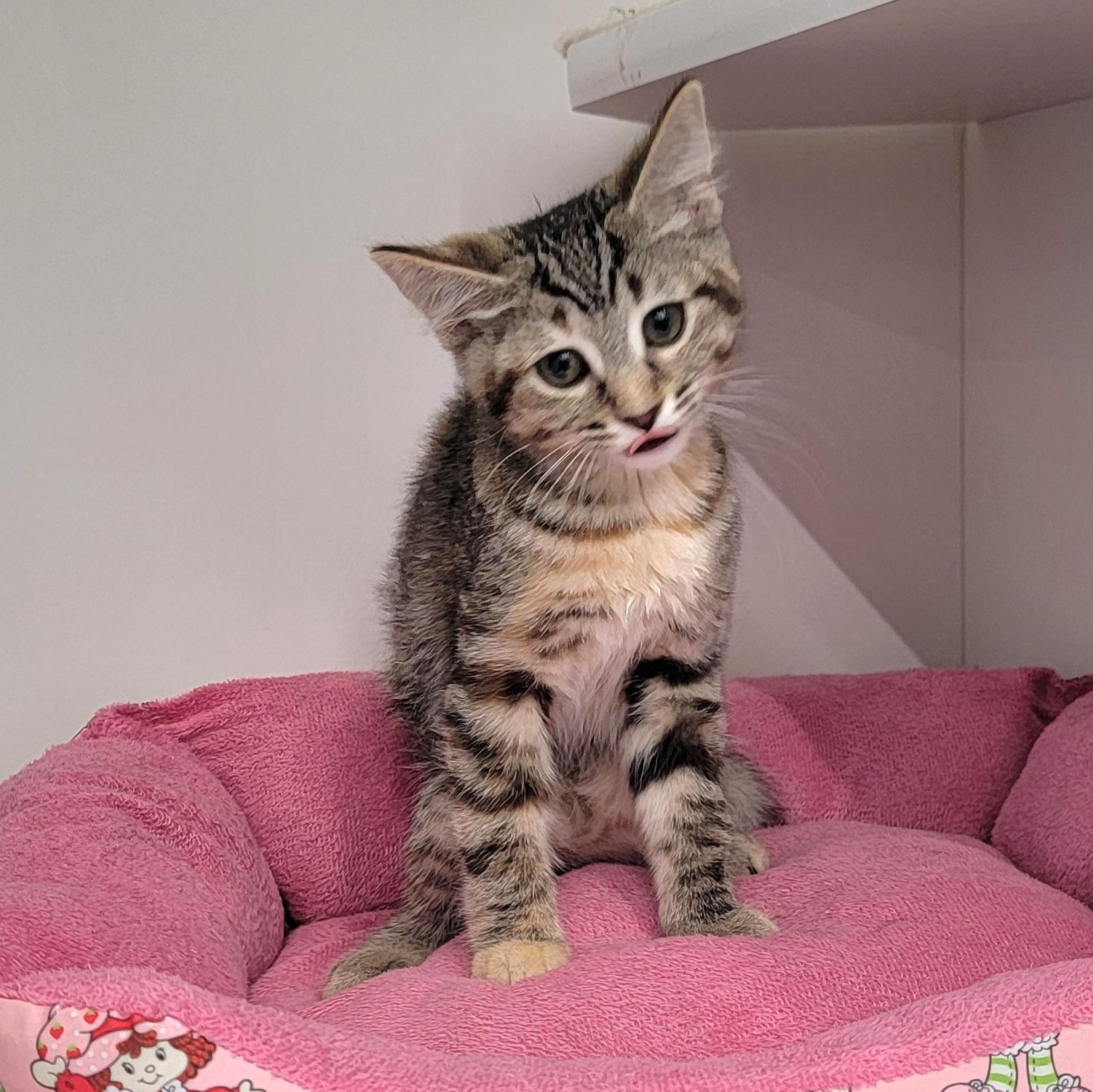 Nova, a ADOPTABLE Tabby in Wyandotte, MI image 2/6