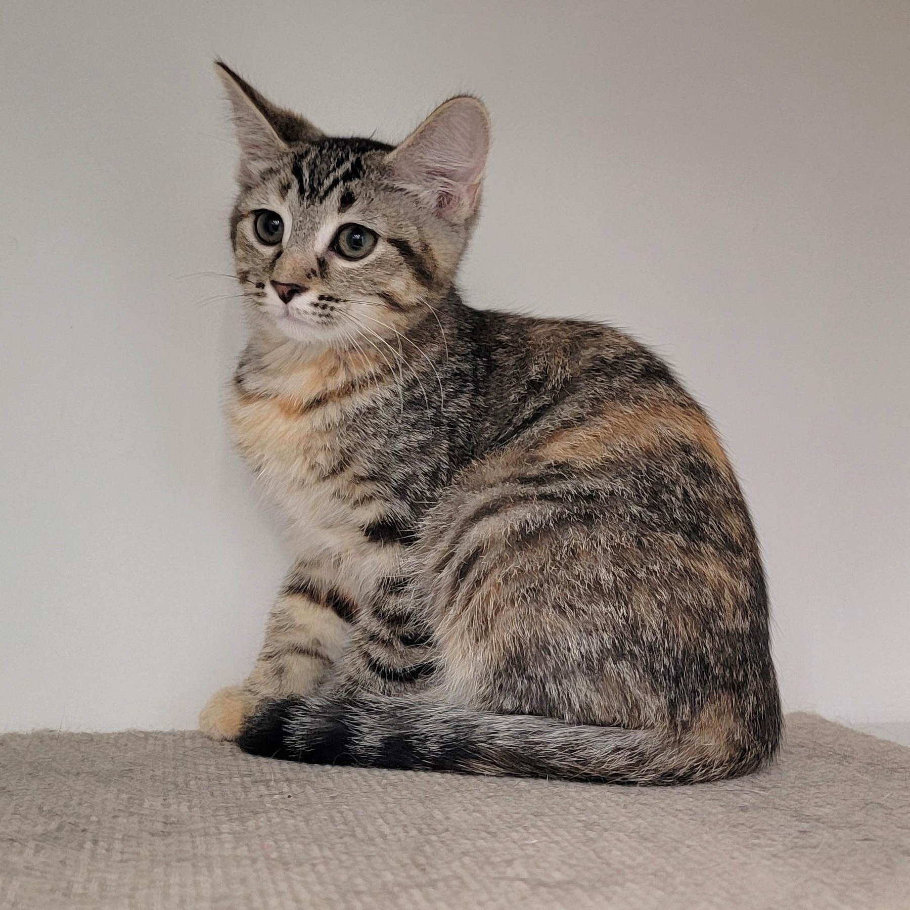 Nova, ADOPTABLE, Kitten Female Tabby.