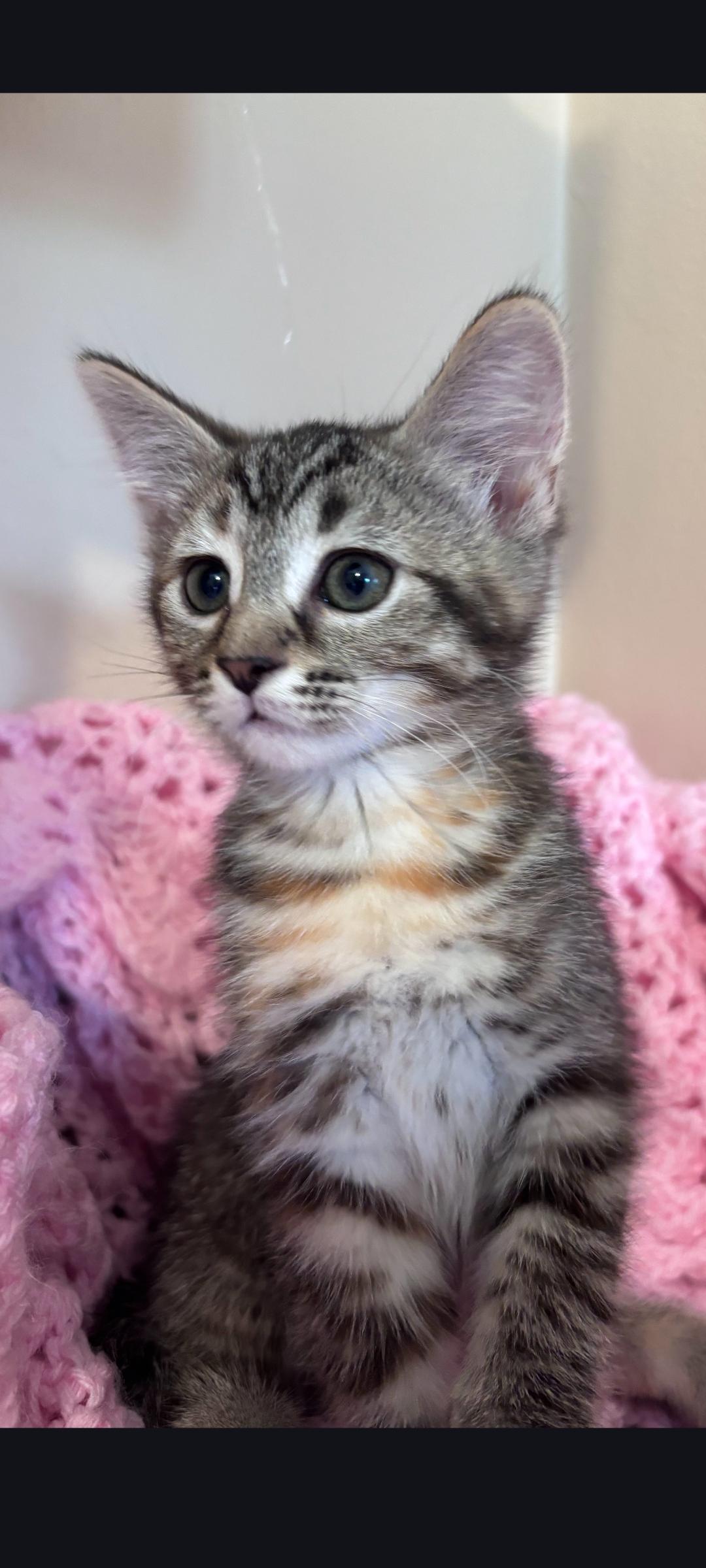 Enlarge Nova, a ADOPTABLE Tabby in Wyandotte, MI image 2/5