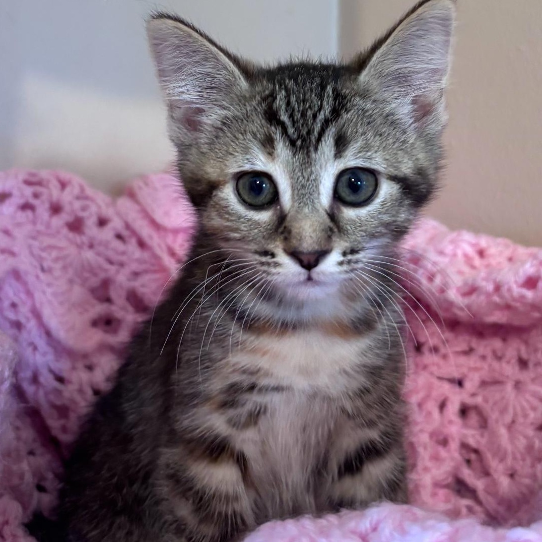 Enlarge Nova, a ADOPTABLE Tabby in Wyandotte, MI image 4/5