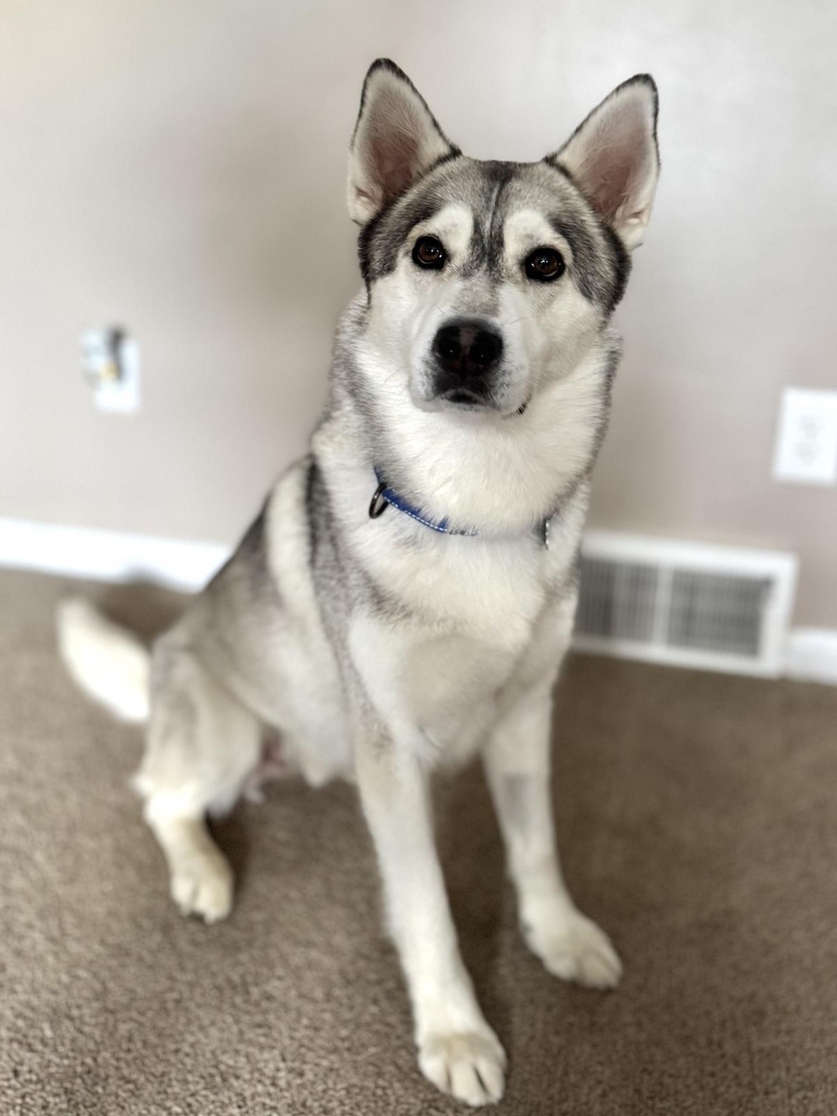 Enlarge Jack, a Adoptable mixed breed in Wyandotte, MI image 2/5