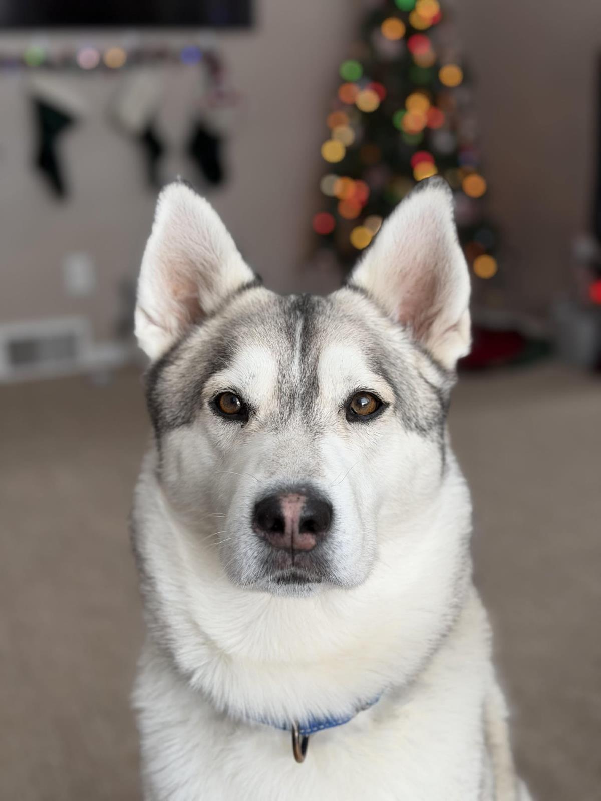 Enlarge Jack, a Adoptable mixed breed in Wyandotte, MI image 3/5