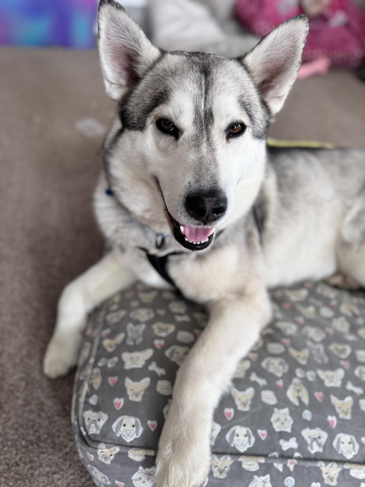 Enlarge Jack, a Adoptable mixed breed in Wyandotte, MI image 4/5