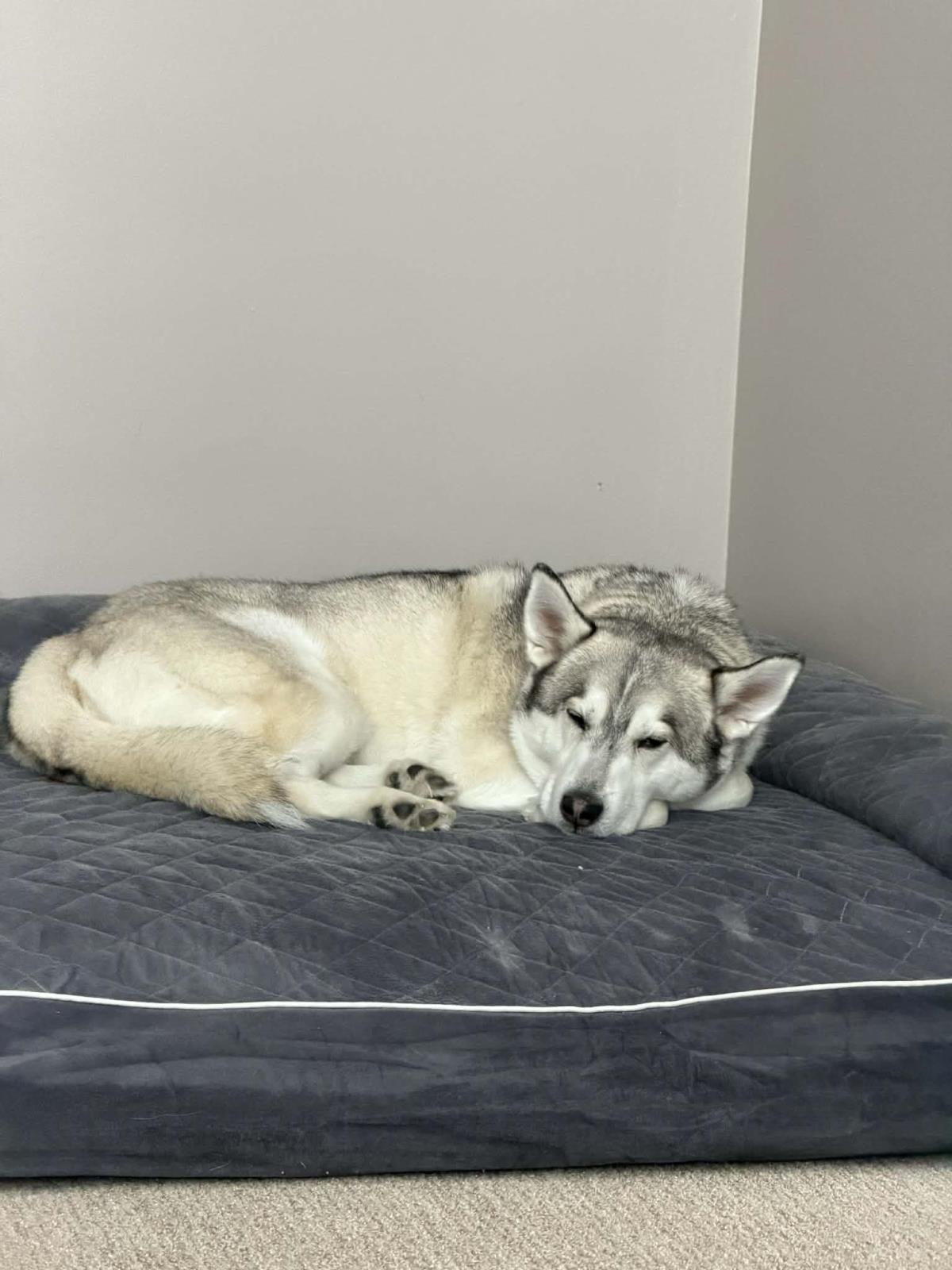 Enlarge Jack, a Adoptable mixed breed in Wyandotte, MI image 5/5