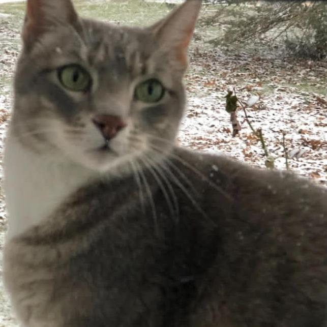 Hooblie, Adoptable, Senior Female Domestic Short Hair.