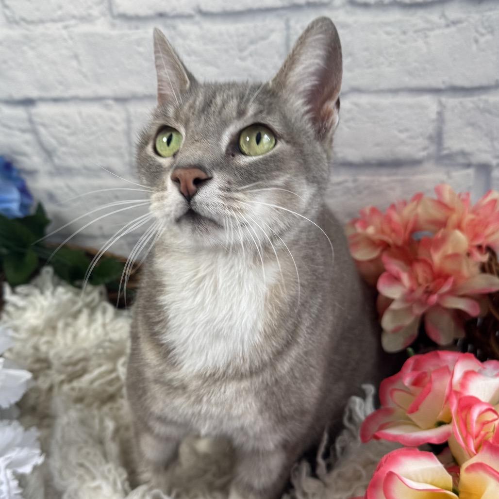 Enlarge Hooblie, a Adoptable Domestic Short Hair in Harrisonburg, VA image 2/2
