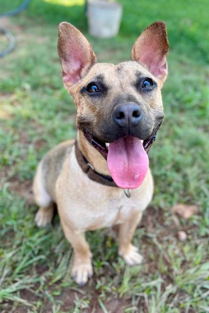 STRAWBERRY SHORTCAKE, Adoptable, Young Female Cardigan Welsh Corgi & Mixed Breed.