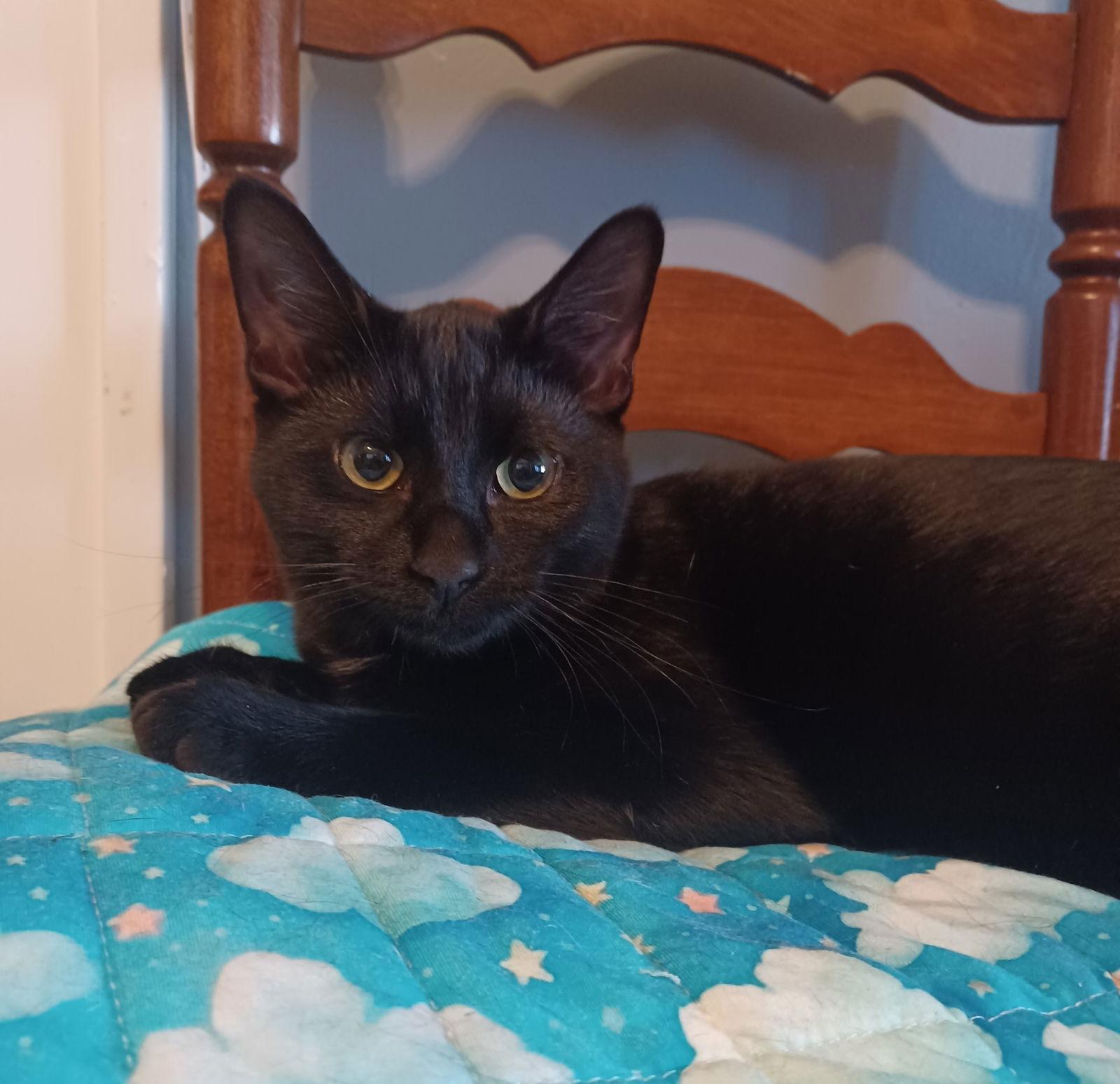 Enlarge Rain, a Adoptable Domestic Medium Hair in Greenville, IL image 1/2