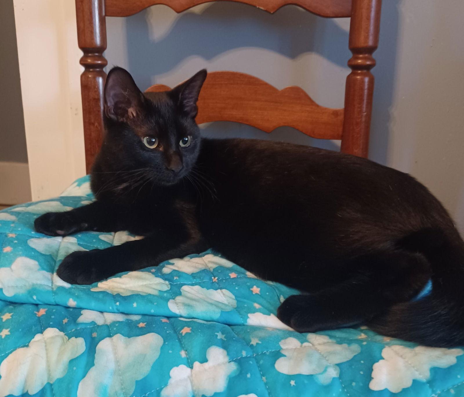 Enlarge Rain, a Adoptable Domestic Medium Hair in Greenville, IL image 2/2