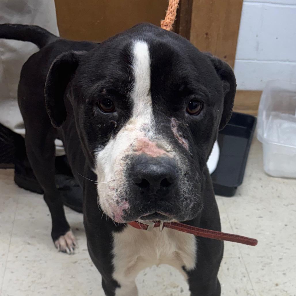 Bruce Wayne, Adoptable, Adult Male Mixed Breed.