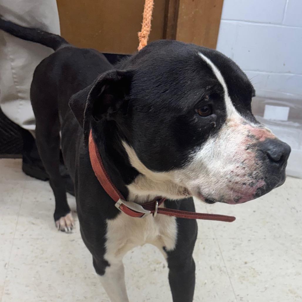 Bruce Wayne, a Adoptable Mixed Breed in Sylvania, GA image 2/2