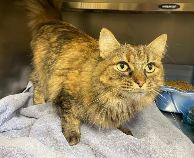 Lucy Ann, ADOPTABLE, Adult Female Domestic Long Hair.